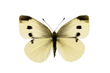 Obraz na płótnie Canvas Butterfly, Cabbage White, Pieris rapae, male, wingspan 44mm