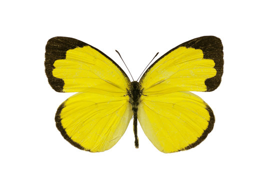 Butterfly, Small Grass-yellow, Eurema smilax, dry-season form, w