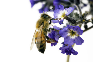 Bee, Apis mellifera, European or Western honey bee feeding on he