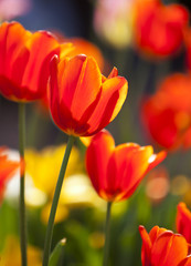 farbenfrohe Tulpen im Sonnenlicht