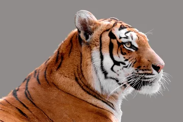 Foto op Aluminium Profielportret van een tijger die op grijze achtergrond wordt geïsoleerd © Christian Musat