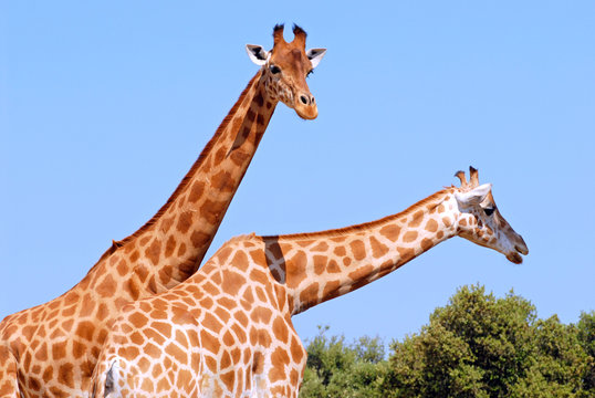 Deux girafes en gros plan sur fond de ciel bleu