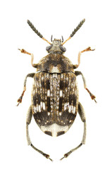 Bruchus pisorum
