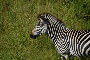 zebra