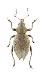 Elytrodon bidentatus