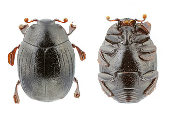 Dendrophilus punctatus