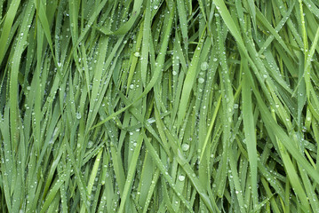 Fototapeta na wymiar Wet grass