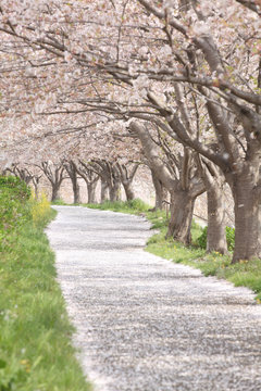 桜並木