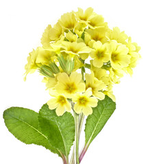 primrose isolated