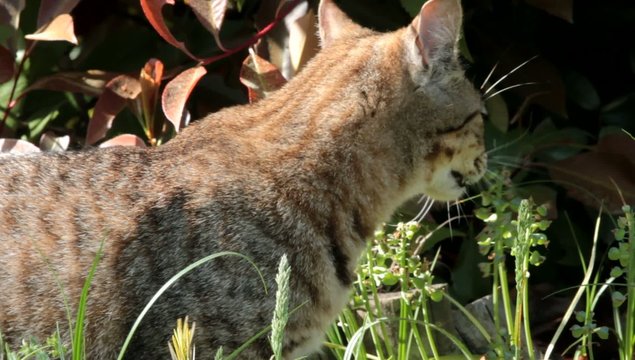 chat mangeant se purgeant