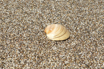 Shell on sand with wave