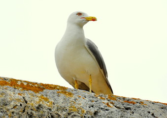 Goéland argenté sur un mur