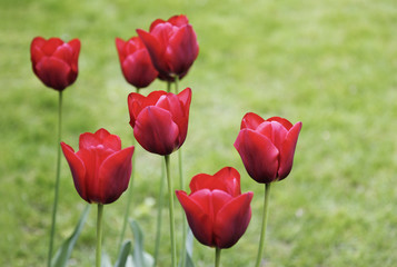 tulpen rot