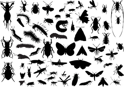 many different isolated insects