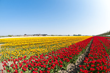 Beautiful flowers on a farm in the Netherlands