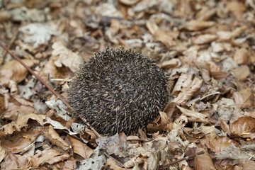 Rolled up hedgehog in autumn leaves