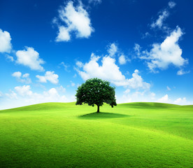 one tree and perfect grass field