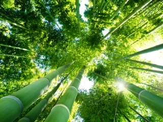 Fotobehang Bamboo Bos © itestro