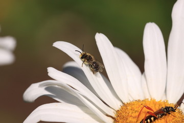 Bee, Apoidea, Abeille