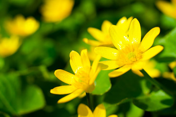 Macro image of fresh yellow flowers