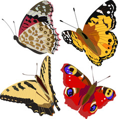 butterflies 2 © mtmmarek