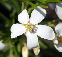 small white flower 2