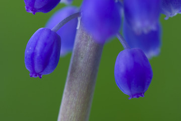 grape hyacinth © fotografaw