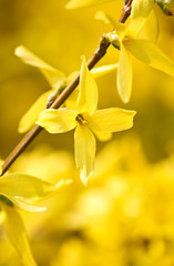 Obraz premium yellow flowers