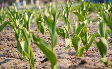 Obraz premium young tulips are planted in earth