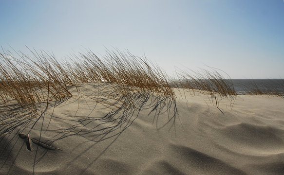 Strandhafer in den D&uuml;nen