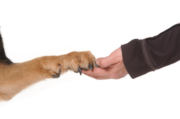 dog paw and human hand shaking,