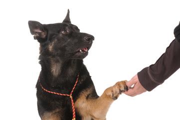 dog paw and human hand shaking,