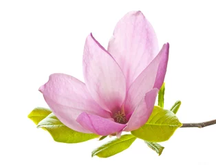 Zelfklevend Fotobehang pink magnolia © Vera Kuttelvaserova