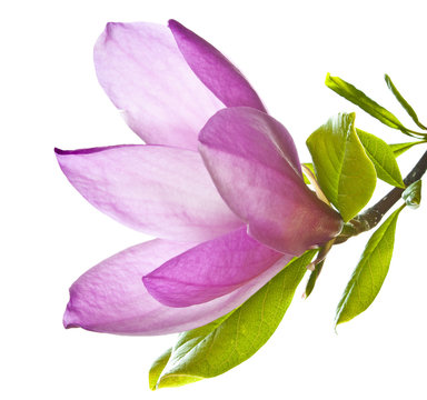 Fototapeta magnolia
