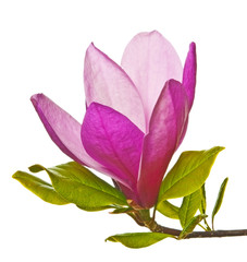 Fototapeta premium magnolia flower on white