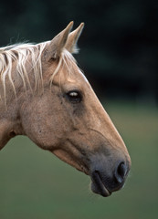 portrait d'un palomino