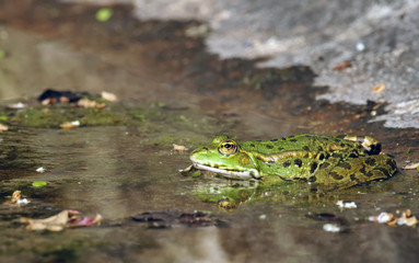 Grenouille verte - Green Frog - Rana esculenta