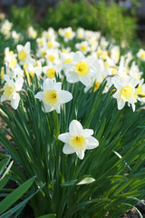 White daffodils