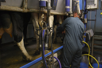 Agriculteur-éleveur pendant la traite