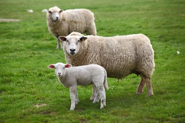 Obraz na płótnie Canvas Zwei Schafe und ein Lamm