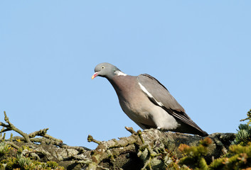 Pigeon ramier - Wood Pigeon (columba palumbus)