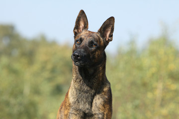 Hollandischer Schäferhund -  Porträt