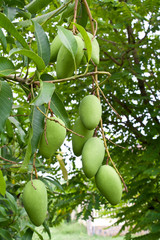 green mangoes on a tree