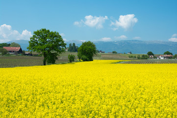 Swiss farms and wineyards, Geneva canton