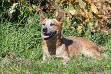 bouvier australein couché