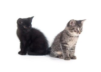 Two cute kittens on white