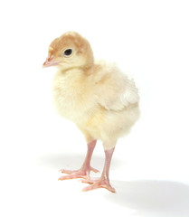 Young turkey on white background