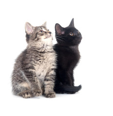 Fototapeta na wymiar Two cute kittens on white