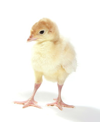 Young turkey on white background