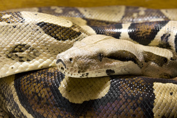 Boa constrictor